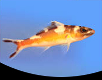 picture of Tobacco Bass Sml                                                                                     Serranus tabacarius