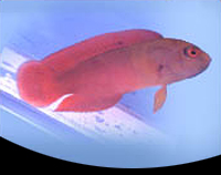 picture of Dampiera Pseudochromis Med                                                                           Labracinus cyclophthalmus
