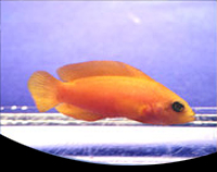 picture of Yellow Pseudochromis Med                                                                             Pseudochromis fuscus