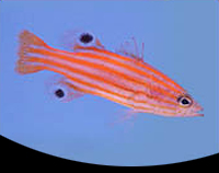 picture of Swale's Basslet Med                                                                                  Liopropoma swalesi