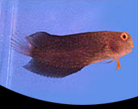 picture of Black Sailfin Blenny Med                                                                             Astrosalarias fuscus