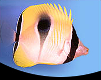 picture of Teardrop Butterfly Sml                                                                               Chaetodon unimaculatus