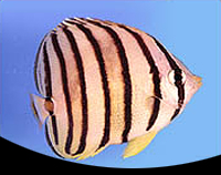 picture of Banded Butterfly Atlantic Med                                                                        Chaetodon striatus