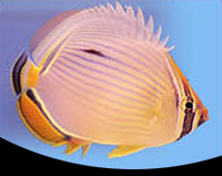 picture of Melon Butterfly Sml                                                                                  Chaetodon trifasciatus