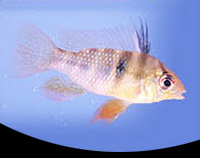 picture of Blue Ram Cichlid Lrg                                                                                 Microgeophagus ramirezi