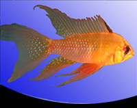 picture of Longfin Blue Ram Cichlid Reg                                                                         Microgeophagus ramirezi 'Longfin Blue'