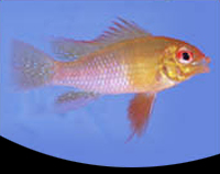 picture of Gold Ram Cichlid Reg                                                                                 Microgeophagus ramirezi 'Gold'