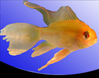 picture of Longfin Gold Ram Cichlid Reg                                                                         Microgeophagus ramirezi 'Longfin Gold'