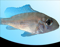 picture of Acarichthys Heckelii Cichlid Reg                                                                     Acarichthys heckelii