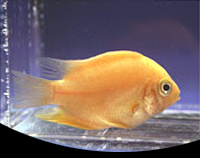 picture of Gold Severum Cichlid Reg                                                                             Heros severus 'Gold'