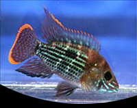 picture of Green Terror Cichlid Reg                                                                             Andinoacara rivulatus