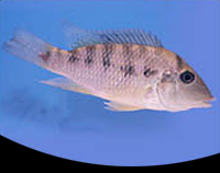 picture of Red Hump Geo. Steindachneri Cichlid Reg                                                              Geophagus steindachneri