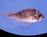 picture of Cupido Cichlid Med                                                                                   Biotodoma cupido