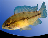 picture of Opal Apistogramma Borelli Cichlid Reg                                                                Apistogramma borellii 'Opal'