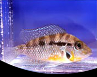 picture of Golden Dwarf Nannacara Cichlid Reg                                                                   Nannacara anomala