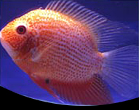 picture of Red Shoulder Severum Cichlid Med                                                                     Heros sp. rotkiel