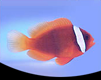 picture of Tomato Clownfish Med                                                                                 Amphiprion frenatus