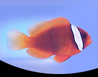 picture of Tomato Clownfish Lrg                                                                                 Amphiprion frenatus