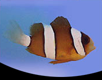 picture of Sebae Clownfish Tank Raised                                                                          Amphiprion bicinctus