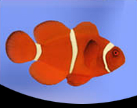 picture of Maroon Clownfish Med                                                                                 Premnas biaculeatus