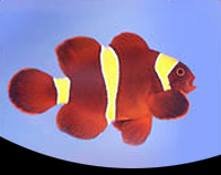 picture of Gold Stripe Maroon Clownfish Sml                                                                     Premnas biaculeatus