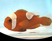 picture of Saddle Back Clownfish PNG Sml                                                                        Amphiprion polymnus