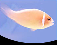 picture of Pink Skunk Clownfish Sml                                                                             Amphiprion perideraion