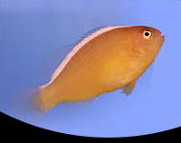 picture of Orange Skunk Clownfish Lrg                                                                           Amphiprion sandaracinos