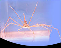 picture of Frilly Arrow Crab Sml                                                                                Stenorhynchus seticornis