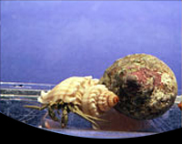 picture of Thin Stripe Hermit Crab Sml                                                                          Clibanarius vittatus