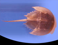 picture of Horseshoe Crab Sml                                                                                   Limulus polyphemus