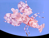 picture of Harlequin Shrimp Sml                                                                                 Hymenocera picta