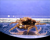 picture of Decorator Crab Med                                                                                   Xenocarcinus sp.