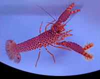 picture of Purple Reef Lobster Sml                                                                              Enoplametopus debellus