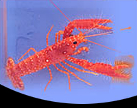 picture of Red Reef Lobster Med                                                                                 Enoplometopus occidentalis