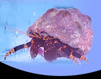 picture of Halloween Hermit Crab Med                                                                            Calcinus latens