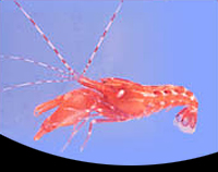 picture of Pistol Shrimp Sml                                                                                    Alpheus sp.