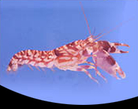 picture of Tiger Pistol Shrimp Sml                                                                              Alpheus bellus