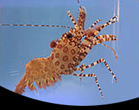 picture of Saron Shrimp Sml                                                                                     Saron neglectus