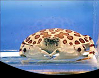 picture of Calico Shameface Crab Med                                                                            Calappa orbicularis