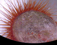 picture of Flame Scallop Med                                                                                    Lima scabra