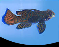 picture of Green Mandarinfish Med                                                                               Synchiropus splendidus