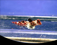 picture of Red Scooter Blenny Med                                                                               Synchiropus stellatus