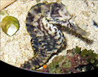 picture of Atlantic Seahorse Med                                                                                Hippocampus erectus