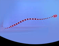 picture of Banded Pipefish Med                                                                                  Doryrhamphus dactyliophorus