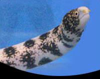 picture of Snowflake Moray Eel Med                                                                              Echidna nebulosa