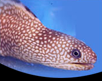 picture of Black Edge Moray Eel Med                                                                             Gymnothorax nigromarginatus