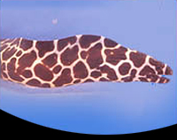 picture of Tesselata Moray Eel Med                                                                              Gymnothorax favagineus