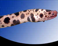 picture of Leopard Moray Eel Lrg                                                                                Scuticaria tigrina