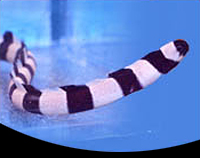 picture of Banded Snake Eel Med                                                                                 Myrichthys colubrinus